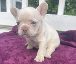 French Bulldog Puppy for sale in ATLANTA, GA, USA