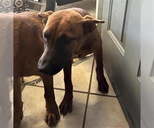 Medium Photo #2 Chow Chow-Unknown Mix Puppy For Sale in San Antonio, TX, USA