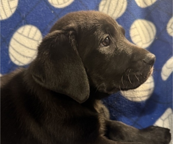 Medium Photo #7 Labrador Retriever Puppy For Sale in SPOTSYLVANIA, VA, USA