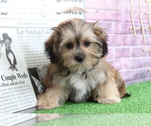 Shorkie Tzu Puppy for sale in BEL AIR, MD, USA