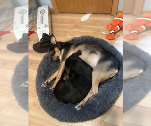 BettyLou Boots - Female Labrador Retriever-Unknown Mix Dog for Adoption - Photo #8