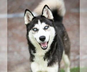 Siberian Husky Dogs for adoption in Camarillo, CA, USA