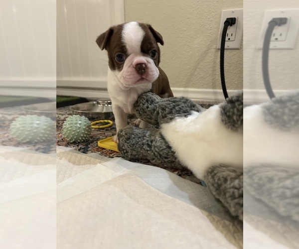 Medium Photo #1 Boston Terrier Puppy For Sale in HUNTINGTON BEACH, CA, USA