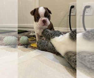 Boston Terrier Puppy for sale in HUNTINGTON BEACH, CA, USA