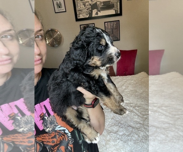 Medium Photo #32 Bernedoodle Puppy For Sale in BELMONT, NC, USA