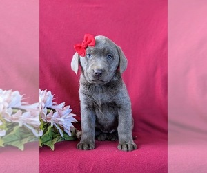 Labrador Retriever Puppy for sale in NOTTINGHAM, PA, USA