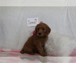 Small Photo #4 Goldendoodle-Poodle (Standard) Mix Puppy For Sale in EVART, MI, USA