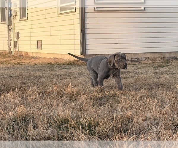 Medium Photo #9 Great Dane Puppy For Sale in OLATHE, CO, USA
