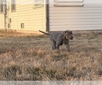 Small Photo #10 Great Dane Puppy For Sale in OLATHE, CO, USA