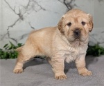 Small #1 Cocker-Pei