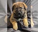 Puppy Orange German Shepherd Dog-Malinois Mix