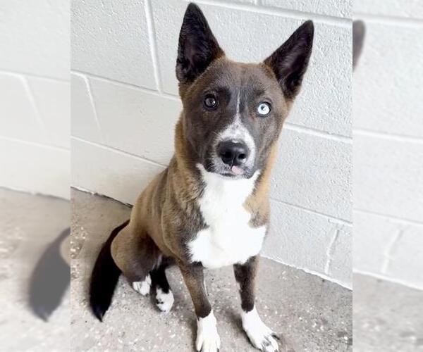 Medium Photo #2 Akita-Border Collie Mix Puppy For Sale in Houston, TX, USA