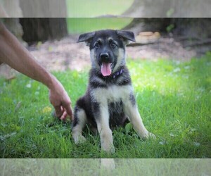 German Shepherd Dog Puppy for sale in SHERIDAN, IN, USA