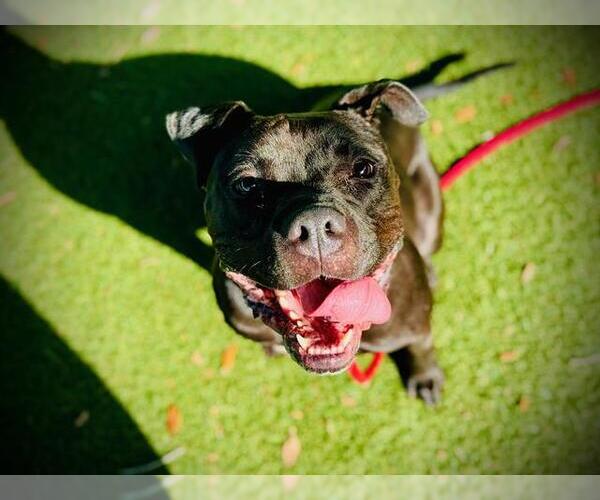 Medium Photo #2 Boxer-Bullmastiff Mix Puppy For Sale in Orlando, FL, USA