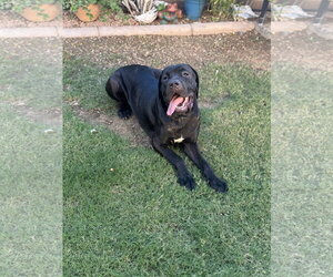 Mutt Dogs for adoption in Goodyear, AZ, USA