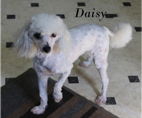 Medium Photo #1 Poodle (Toy) Puppy For Sale in CHANUTE, KS, USA