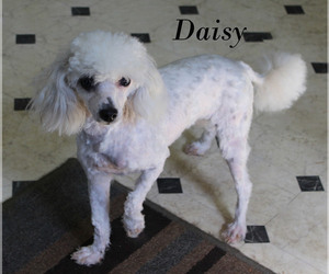 Poodle (Toy) Puppy for sale in CHANUTE, KS, USA