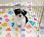 Bruno - Male Havashire Puppy for Sale - Photo #2