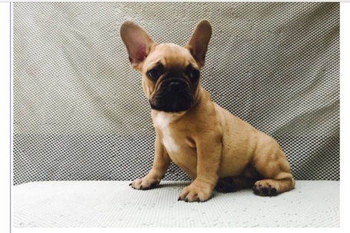 Medium Photo #1 French Bulldog Puppy For Sale in REVERE, MA, USA