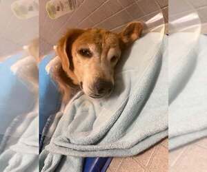 Golden Retriever Dogs for adoption in Bonita Springs, FL, USA