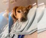 Small Golden Retriever