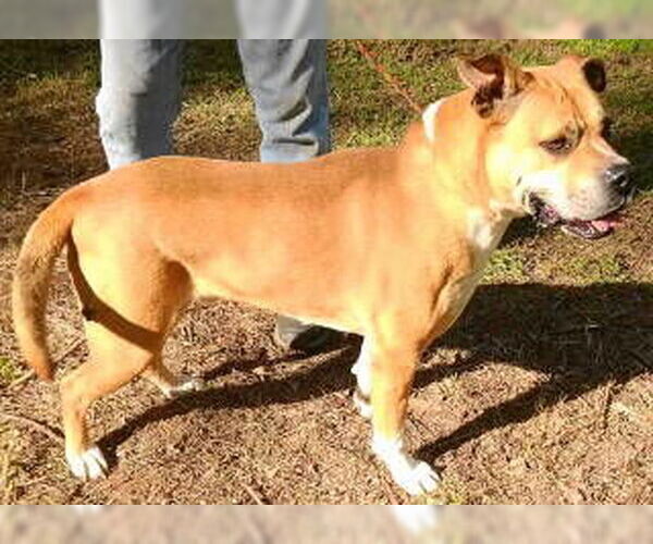 Medium Photo #4 Boxer-Unknown Mix Puppy For Sale in Frankston, TX, USA