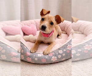 Mutt Dogs for adoption in Andover, MN, USA