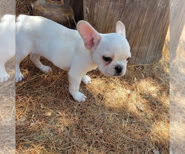 Medium Photo #3 French Bulldog Puppy For Sale in SANTA CLARITA, CA, USA