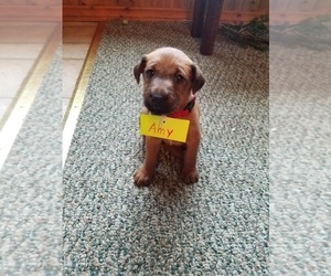Irish Terrier Puppy for sale in WATERLOO, NY, USA