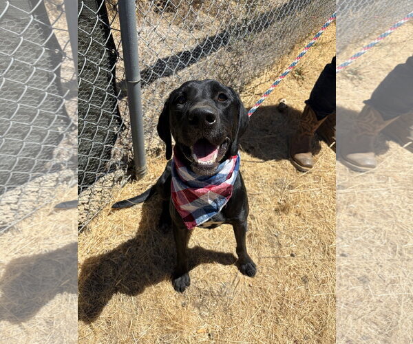 Medium Photo #3 Labrador Retriever-Unknown Mix Puppy For Sale in San Diego, CA, USA