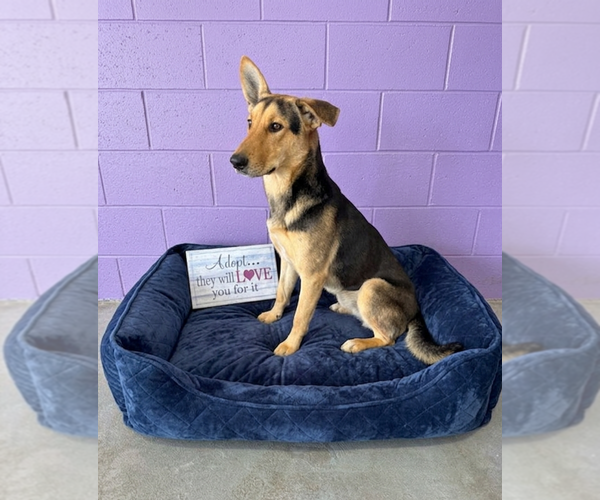 Medium Photo #2 Mutt Puppy For Sale in Genesee, WI, USA