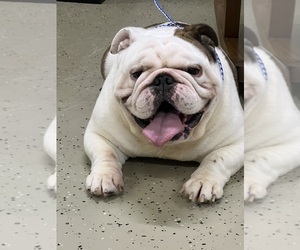 Father of the English Bulldog puppies born on 11/12/2025