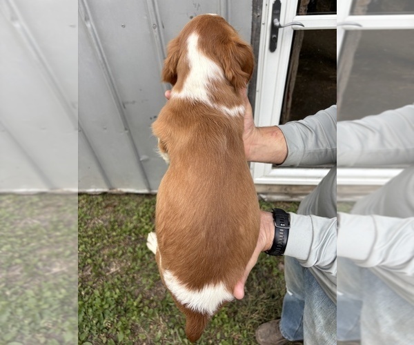 Medium Photo #25 Brittany Puppy For Sale in FISHER, IL, USA