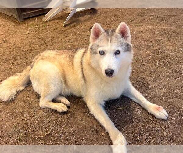 Medium Photo #2 Siberian Husky Puppy For Sale in Orange, CA, USA