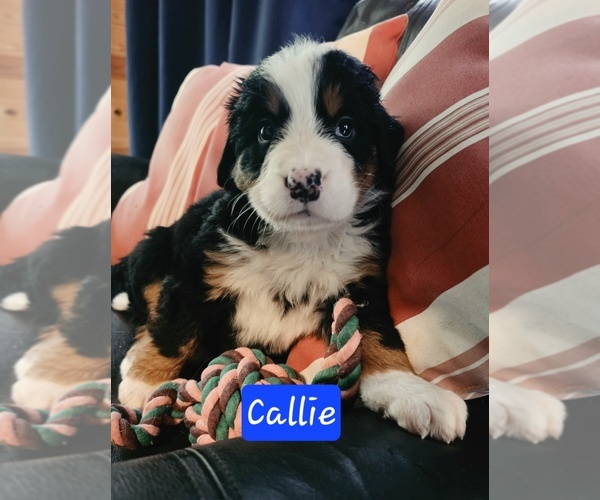 Medium Photo #3 Bernese Mountain Dog Puppy For Sale in SUPERIOR, WI, USA