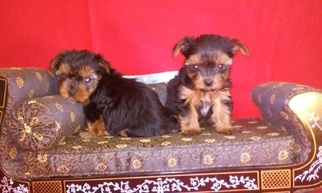 Yorkshire Terrier Puppy for sale in ELLIJAY, GA, USA