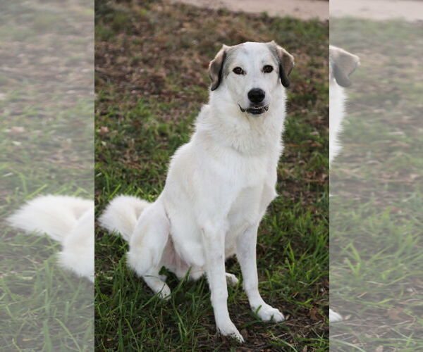Medium Photo #12 Great Pyrenees Puppy For Sale in Dallas, TX, USA