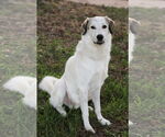 Small #11 Great Pyrenees