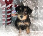 Small Photo #3 Schnoodle (Miniature) Puppy For Sale in ROLLA, MO, USA