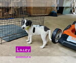 Small #1 Border Collie Mix