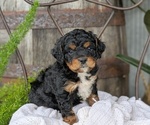 Small Photo #10 Cavapoo Puppy For Sale in GOSHEN, IN, USA