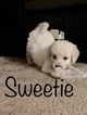 Small Photo #79 Goldendoodle Puppy For Sale in VACAVILLE, CA, USA