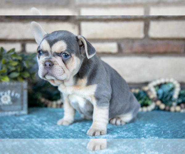 Medium Photo #3 French Bulldog Puppy For Sale in SUGARCREEK, OH, USA