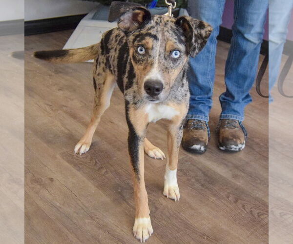 Medium Photo #4 Australian Shepherd-Unknown Mix Puppy For Sale in Huntley, IL, USA