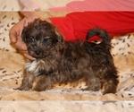 Small #8 Yorkiepoo mix (+ Poodle Toy)