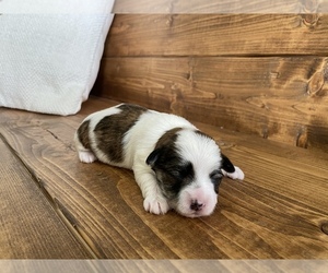Maltipoo-Morkie Mix Puppy for sale in LITHIA, FL, USA
