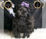 Small Photo #29 Poodle (Toy) Puppy For Sale in WARSAW, IN, USA