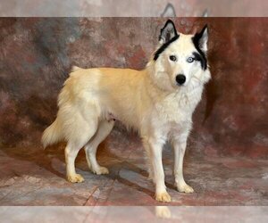 Border Collie-Siberian Husky Mix Dogs for adoption in West Valley, UT, USA