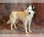 Small Photo #1 Border Collie-Siberian Husky Mix Puppy For Sale in West Valley, UT, USA