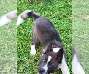 Akita Puppy for sale in MOUNT UNION, PA, USA